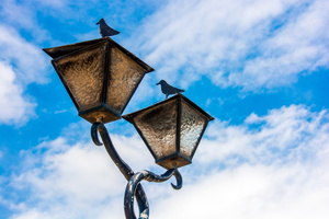 Birds in lamps