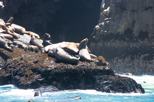 Sea Lions 