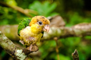 Baby parrots