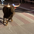 Running the Bulls
