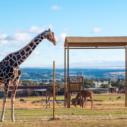 Zoo